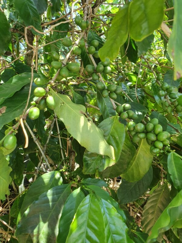 CAFE MAN LISA GRAIN 100% ARABICA BONIFIEUR 250 GR – Image 3