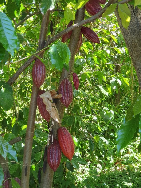 BATON DE PUR CACAO 120 GR 100% NATUREL – Image 3